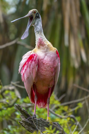 Laughing Spoonbill