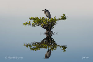 Great Blue Heron on Mangrove horizontal