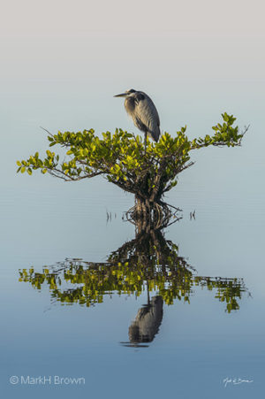 Great Blue Heron on Mangrove vertical