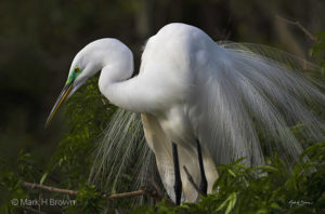 Lovely Egret