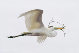 Nestbuilding Great White Egret