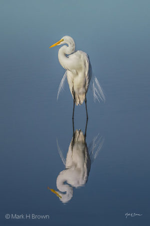 Egret reflected