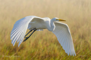 Great White Egret flying in the grass