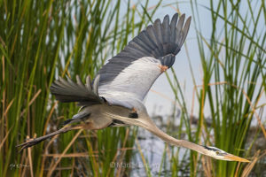 Flying Great Blue Heron in the reeds