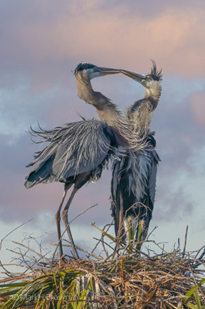 Kissing Herons Vertical