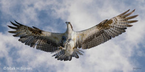 Osprey wings wide open