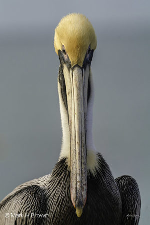 Florida Pelican Portrait #2