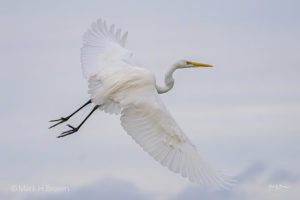 Great White Egret in Flight back side