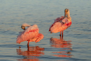 Two Spoonbills at Myakka