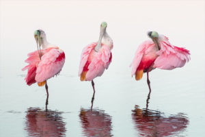 Three Spoonbills