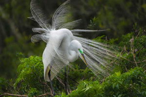 Great Egret in the wind