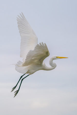 Great White Egret Vertical #3