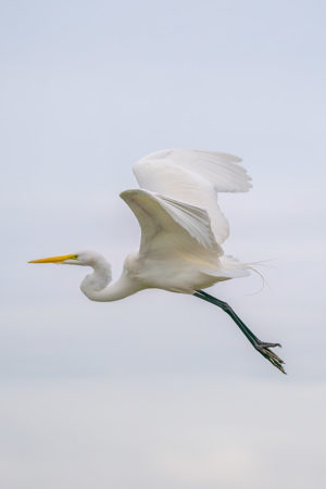 Great White Egret Vertical #4