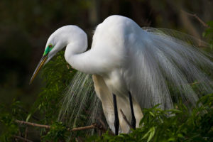 Lovely White Egret