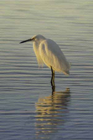 Egret at Sunset