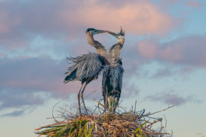 Kissing Herons horizontal