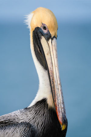 Florida Pelican Portrait #1