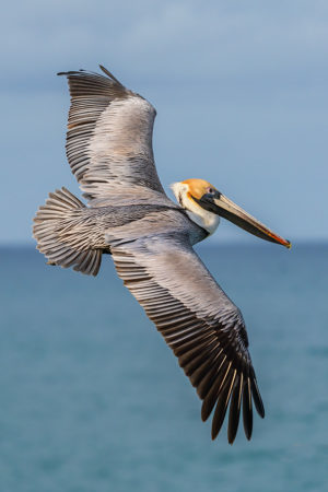 Flying Pelican