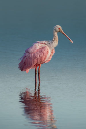 Spoonbill tryptic #1