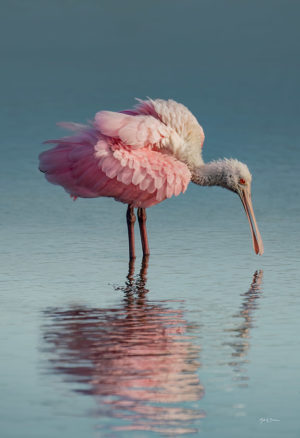 Spoonbill Tryptic #3