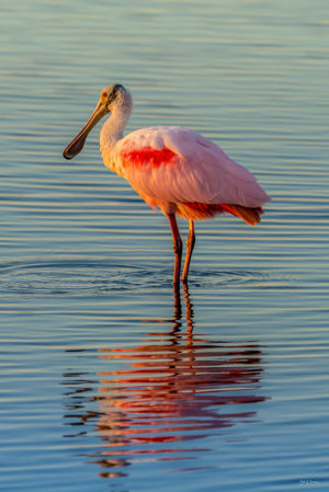 Spoonbill at Sunset