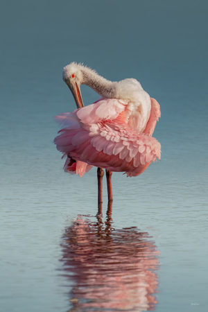 Spoonbill Tryptic #2