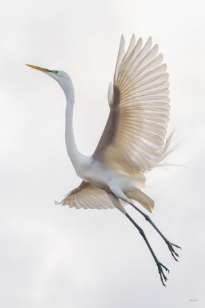 Great White Egret Vertical #2