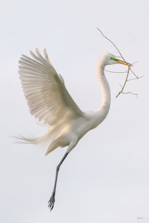 Great White Egret Vertical #1