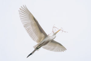 Great White Egret Flying above