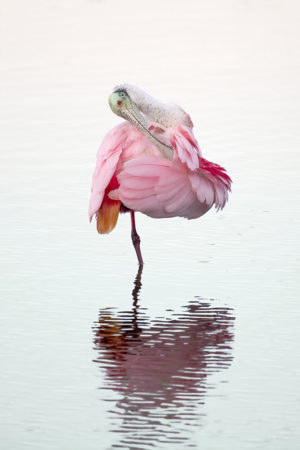 preening spoonbill