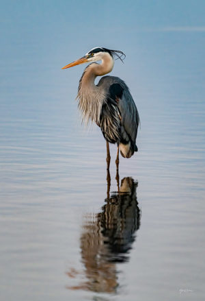 Heron Reflected