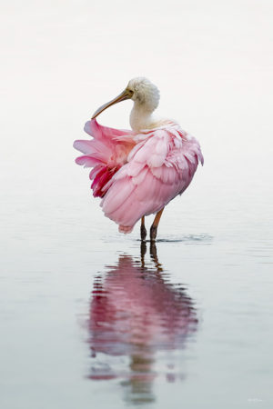 Preening Spoonbill #2