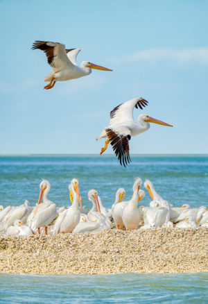 2 flying White Pelicans