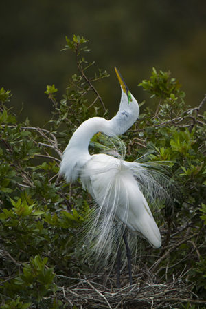 White Egret Dancing