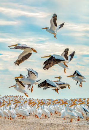 White Pelicans Takeoff!