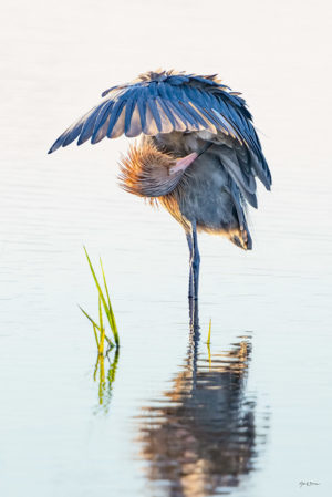 Redish Egret Preening