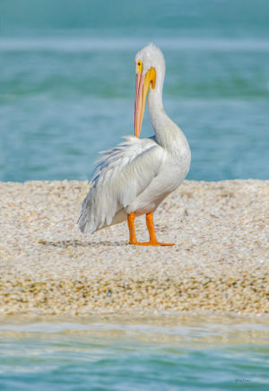 White Pelicans Portrait 1