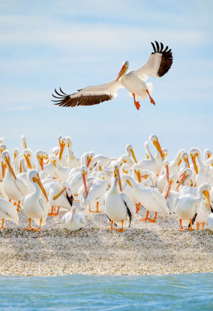 1 flying White Pelican