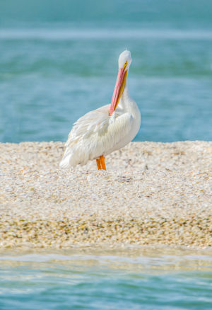 White Pelicans Portrait 2