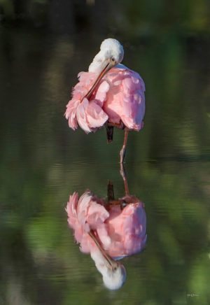 Spoonbill Preening #3