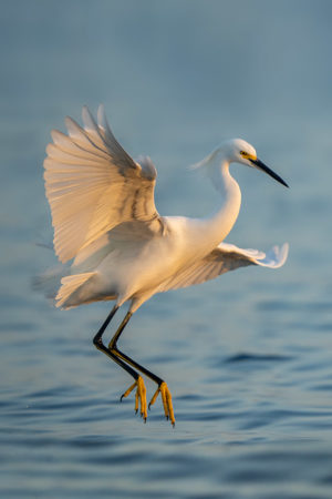 Snowy Egret taking flight