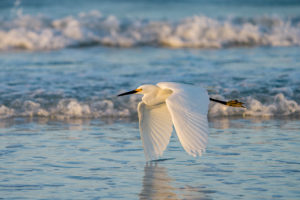 Snowy flying by