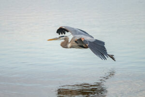 Great Blue Heron landing