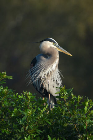 Great Blue Heron on branch