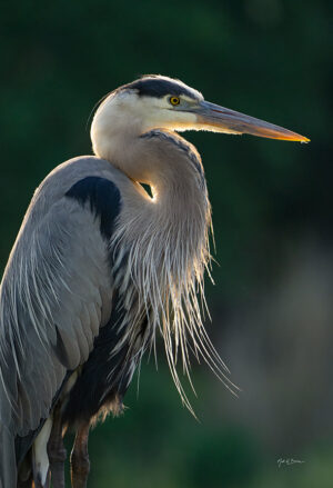 Heron Portrait