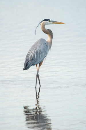 Great Blue Heron Reflected #3