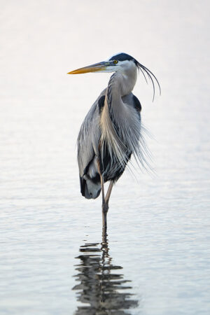 Great Blue Heron Reflected #2