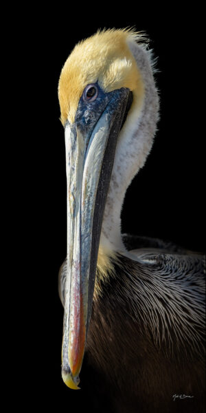 Pelican Portrait on Black