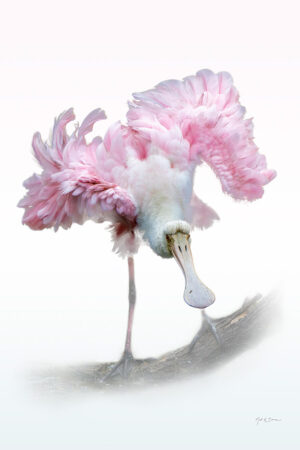 Ruffled Spoonbill