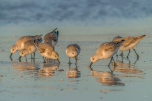 Shorebirds reflected #1 full size